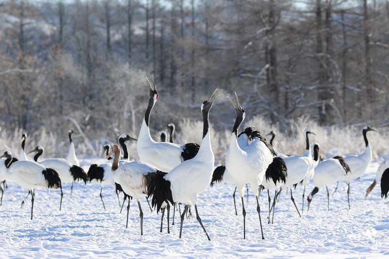Preventing Extinction of Japanese Cranes, a National Natural Treasure of Japan