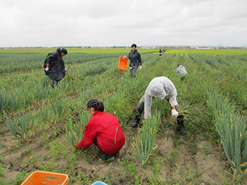 宮城県南三陸町での葱の収穫補助作業風景